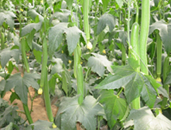 镇江丝瓜批发配送