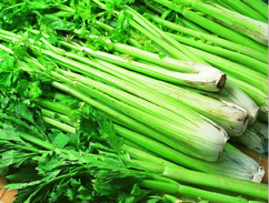 芹菜批发供应商