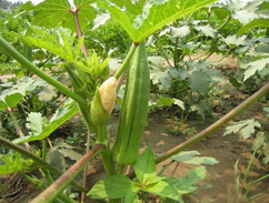 黄秋葵配送厂家