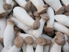 杏鲍菇配送厂家