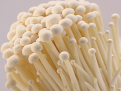 镇江金针菇配送