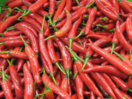小红尖椒