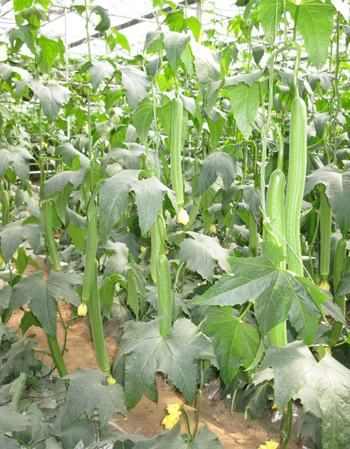 镇江丝瓜批发配送(图1)