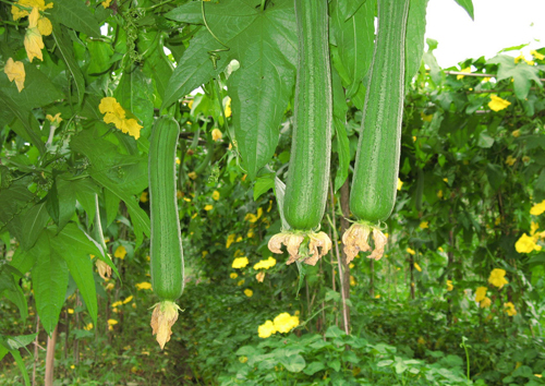 丝瓜价格(图1) 丝瓜价格(图1)