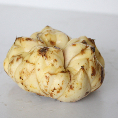 百合批发价格(图1) 百合批发价格(图1)