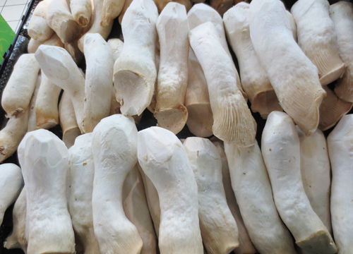 杏鲍菇配送厂家(图1)