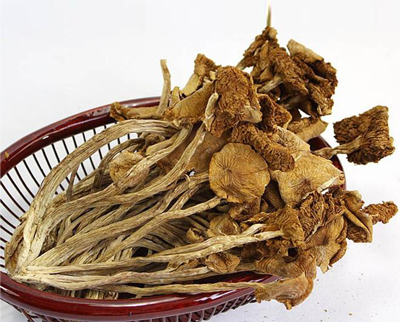 茶树菇批发价格(图1) 茶树菇批发价格(图1)