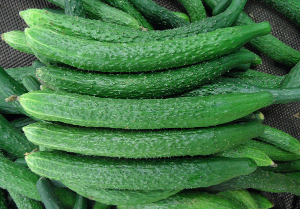 黄瓜蔬菜配送(图1)